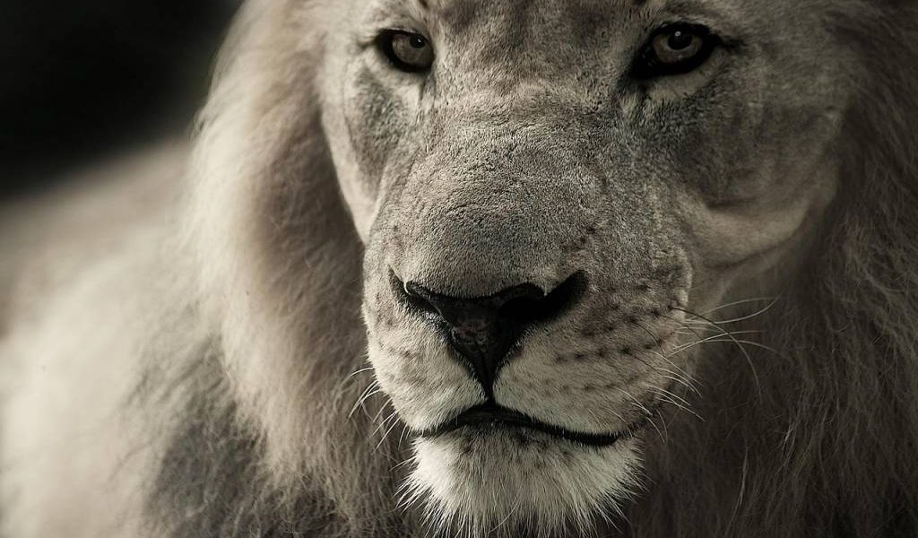 Tanzanie safari : quelle durée prévoir pour profiter pleinement des parcs