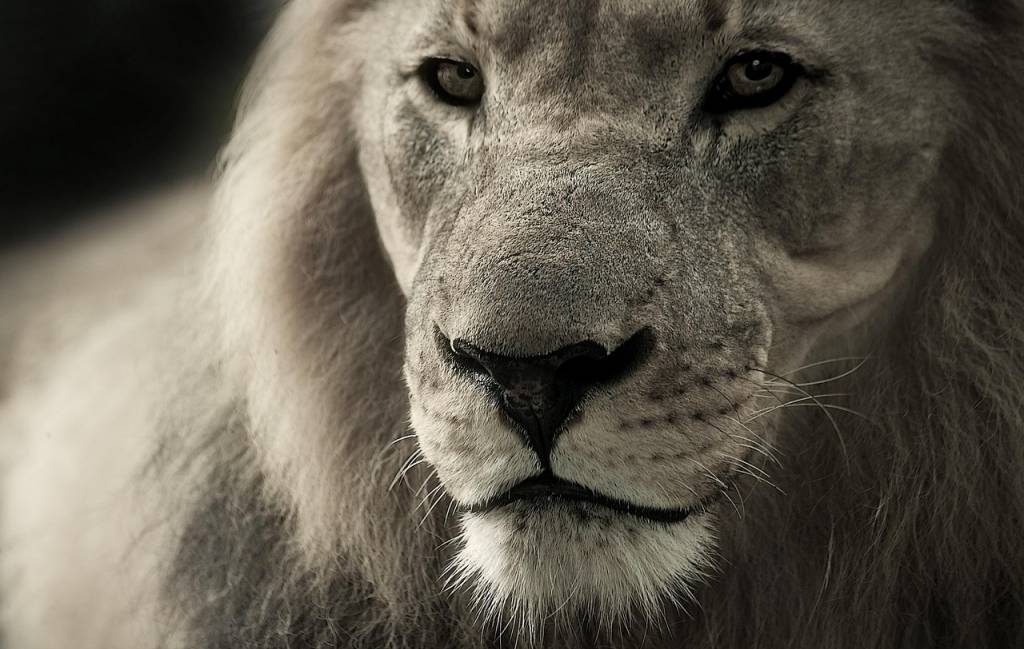Tanzanie safari : quelle durée prévoir pour profiter pleinement des parcs
