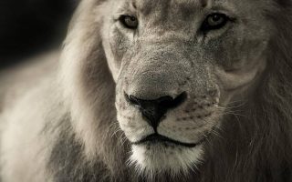 Tanzanie safari : quelle durée prévoir pour profiter pleinement des parcs