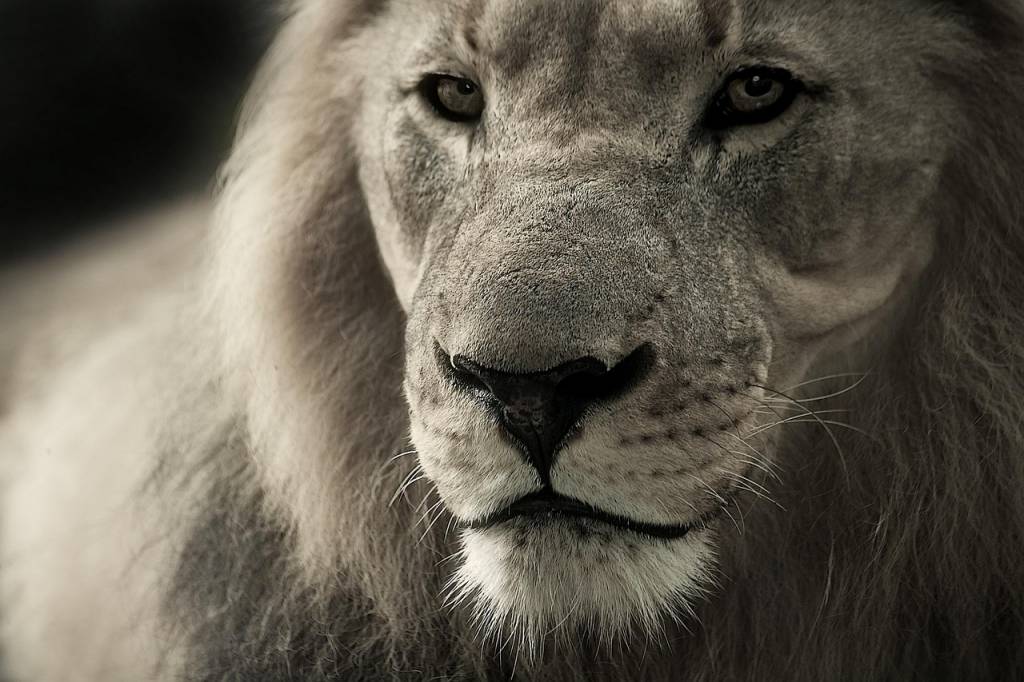 Tanzanie safari : quelle durée prévoir pour profiter pleinement des parcs